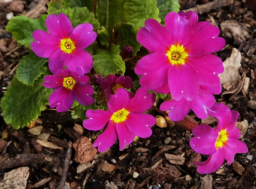 Primula x juliae 'Wanda'